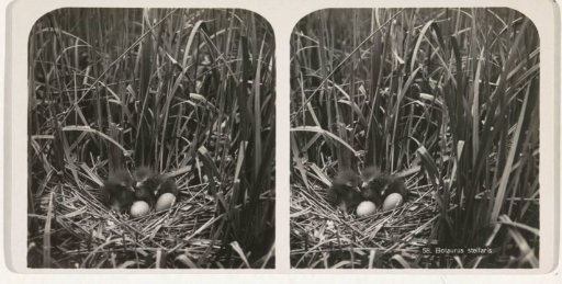 Nest with three young bitterns next to two eggs