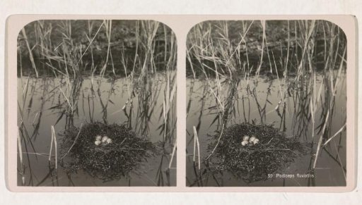 Nest of the cormorant in the water