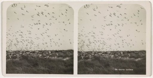 Flight of terns