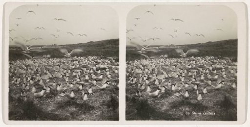 Group of Arctic Terns Breeding on Their Nests