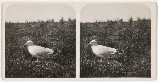 Herring Gull by Nest