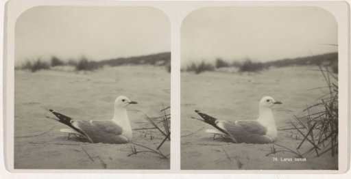 Breeding Herring Gull