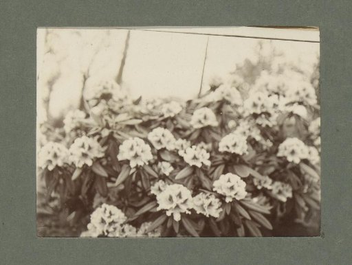 Shrub with flowers