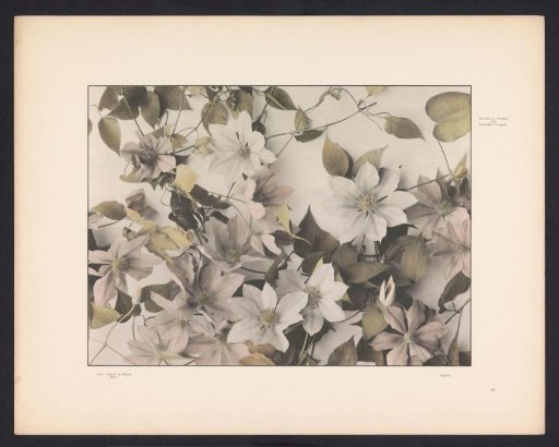 Clematis