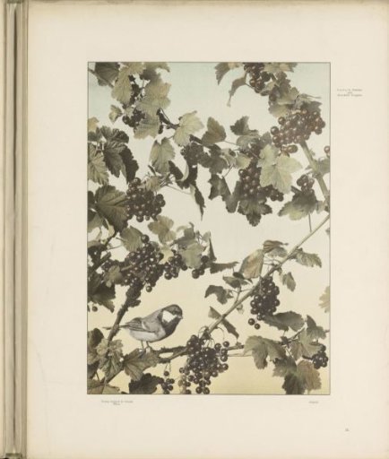 Currants with a bird