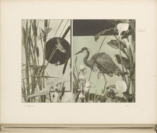 Reeds with a heron, reeds, and game birds