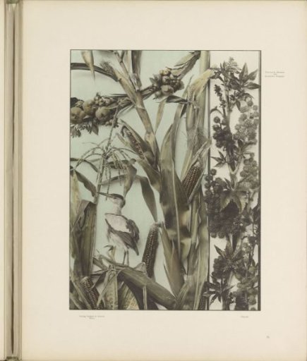 Maize with a bird and a border decoration of the tree of heaven