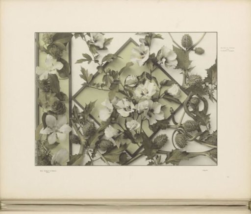 Panels with clematis, datura, hollyhock, and a snake