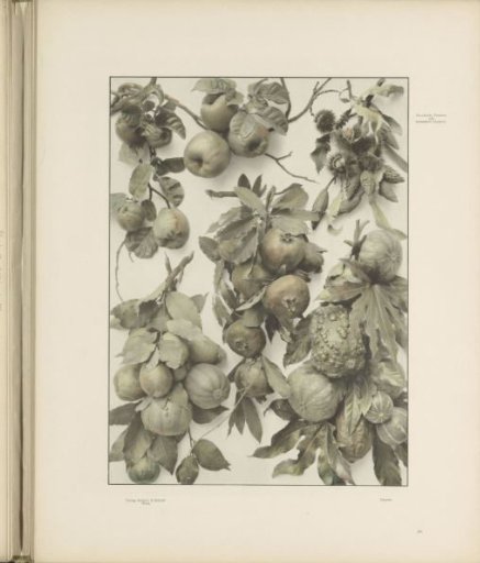 Festoons of quince, sweet chestnut, lemon, and melon