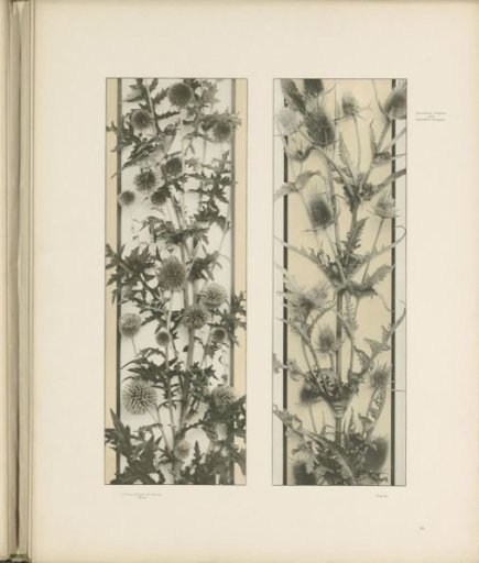 Two all-over patterns of globe thistle and burdock