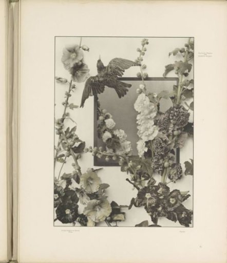 Lady's bedstraw with a bird