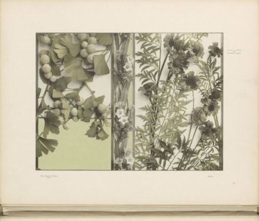 Patterns with forget-me-nots, tobacco plant and ginkgo