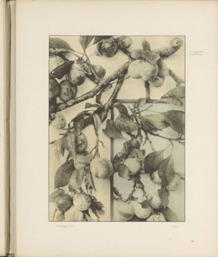 Patterns with plums and damson branches