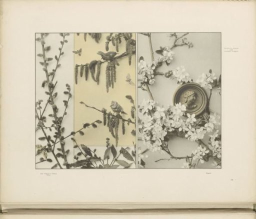 Patterns with catkins, birds, apple blossom with a medallion