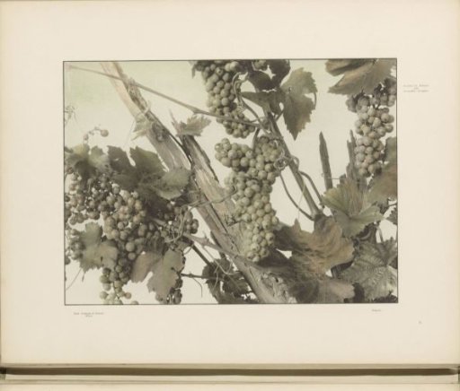 Grapevines