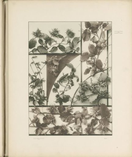 Patterns with hazel branches and a lizard