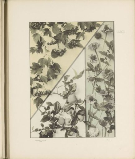 Filling patterns of zinnia, spirea, and Japanese quince