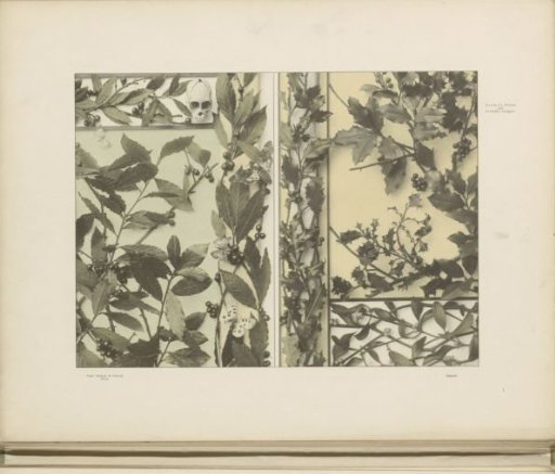 Filling patterns of laurel and butterflies