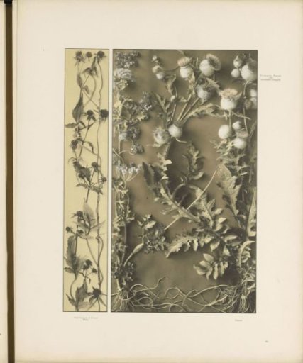 Panel with toothed seed and a panel with hogweed and thistles