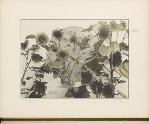 Decorative group with sunflowers and a dove