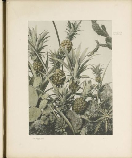 Decorative group with pineapples, cacti, and thistles