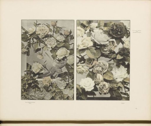 Two decorative groups with roses, ferns, and a parrot