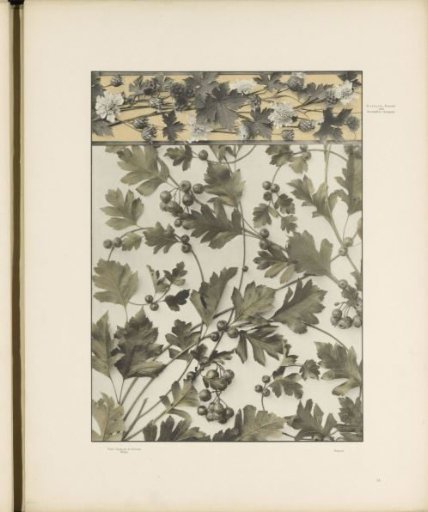 Fillings of geraniums and hawthorn
