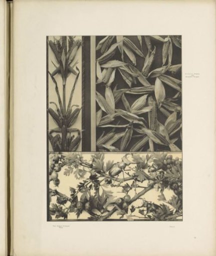 Filling of maize and a filling of hawthorn and a flying stag