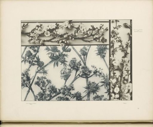 Panels with almond blossoms