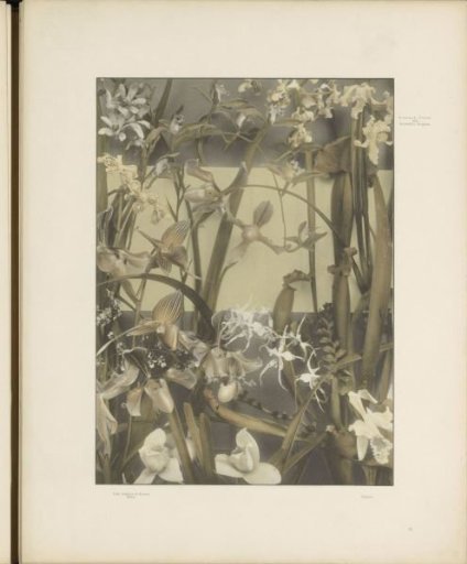 Decorative group with orchids, trumpet flowers, and lady's slippers