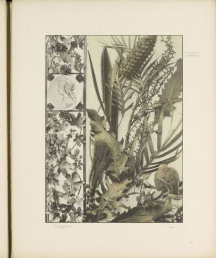 Decorative group with leaves and a frame with maple leaves and a medallion