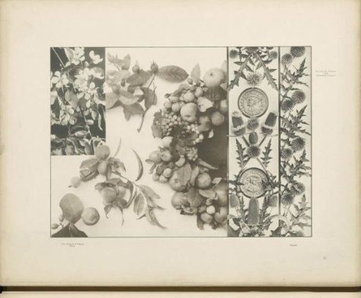 Decorative group with Siberian apples, grapes, and lemons, and two frames with bullet thistles, globe artichokes, and medallions