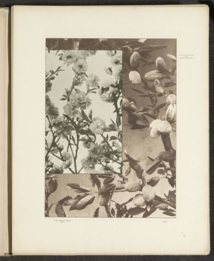 Filling with peaches and almond blossoms