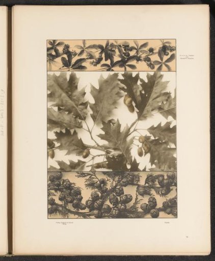 Panels with strawberries, oak leaves and cypress