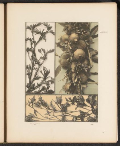 Filling with walnut shoots and poplar shoots and a festoon with pomegranates