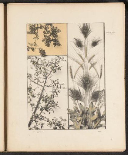 Panels with willow branches, blackthorn branches and peacock feathers