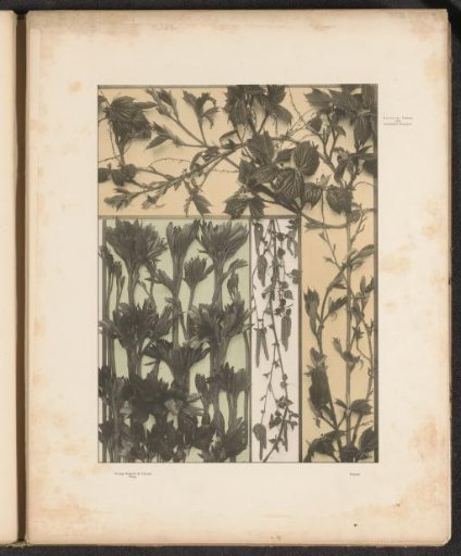 Panels with maple leaves and birch shoots
