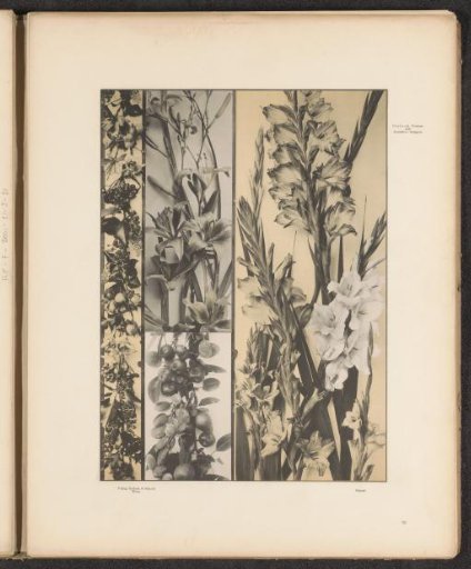 Panels with fuchsias, apples, and lilies