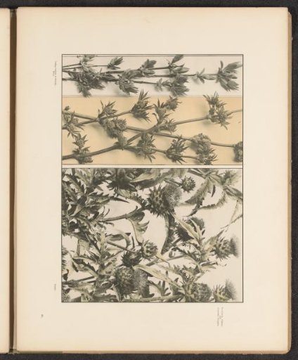 Panels with ivy shoots and artichokes