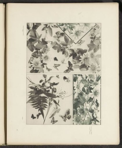 Filling with passion flowers, butterflies and orchids