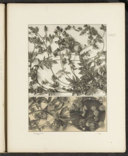 Two fillings with thistles and astrantia