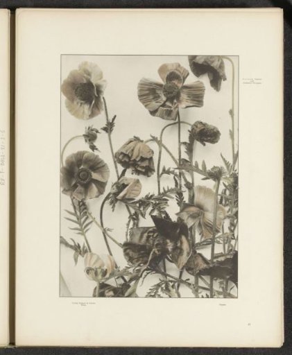 Poppies