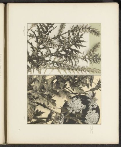 Decorative groups with acanthus leaves and Siberian hogweed