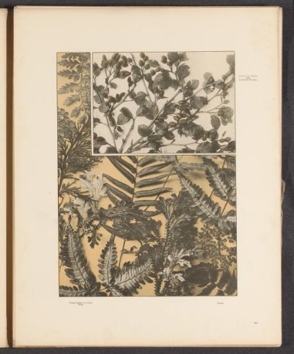 Two panels with hazel branches, ferns, and hart's-tongue fern