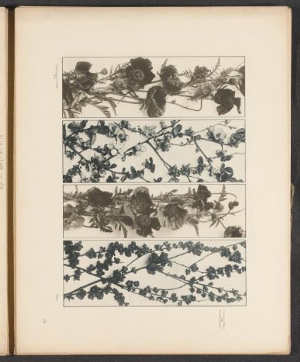 Four frames with Japanese quince, medlars, and poppies