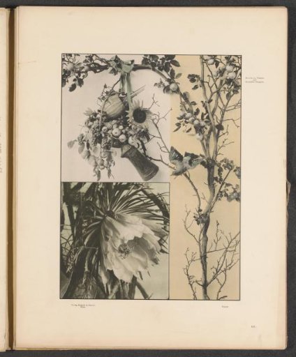 Hanging work with fruit, a sunflower, a jug, and a queen of the night