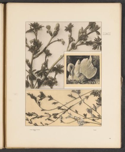 Panels with chestnut shoots, shoots of the wild rowan, and a swan