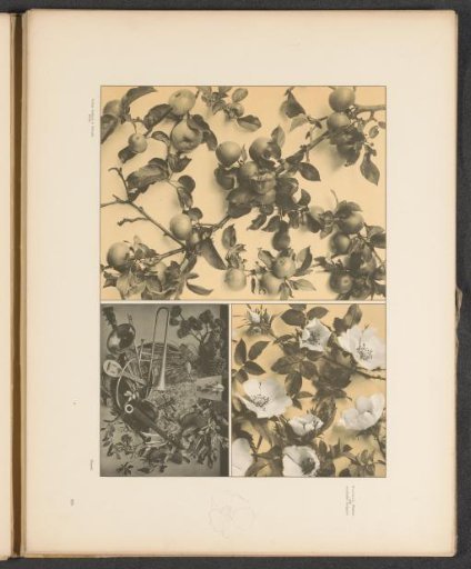 Panels with dog roses, apple tree branches, and a festoon with musical instruments