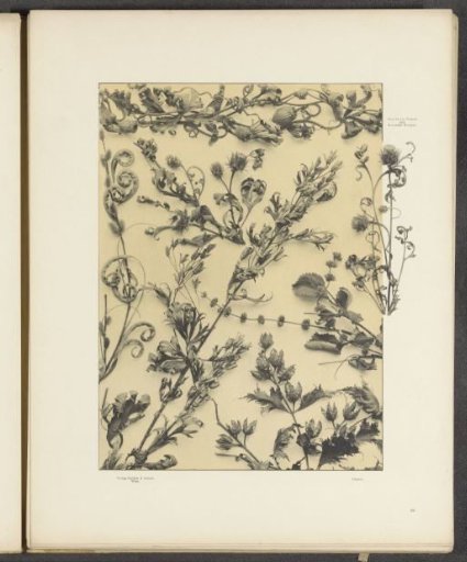 Panel with cinquefoil, willow leaves and monkshood