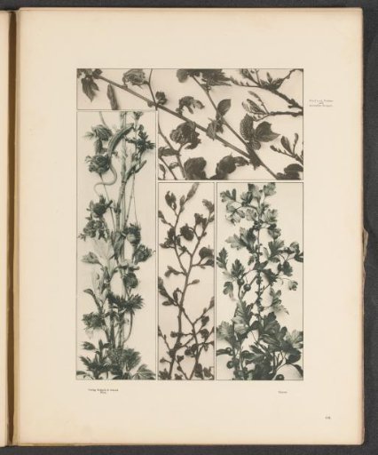 Four panels with maple branches, hawthorn branches, hazel branches, and a lizard